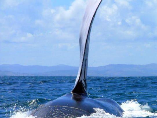 Humpback Whale Las Galeras, Samaná